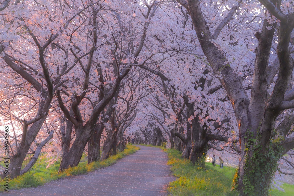 road in forest