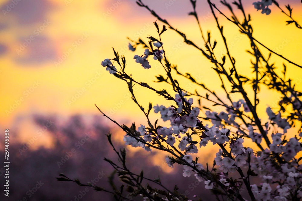 Fototapeta premium silhouette of tree in sunset