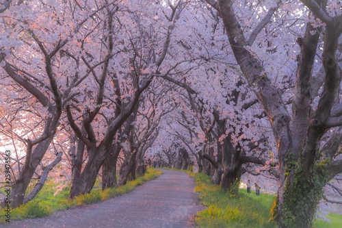 road in forest