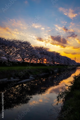 sunset in forest