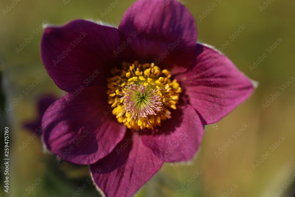 Blühende Küchenschelle Pulsatilla Vulgaris Blühende Küchenschelle Pulsatilla Vulgaris