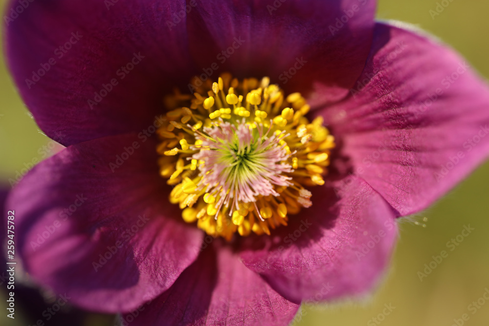 Blühende Küchenschelle Pulsatilla Vulgaris Blühende Küchenschelle Pulsatilla Vulgaris