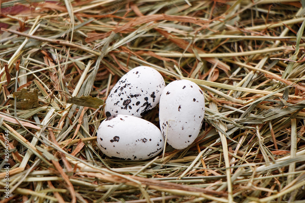 Spring. Nature. Quail Eggs Nest Spring. Nature. Quail Eggs Nest