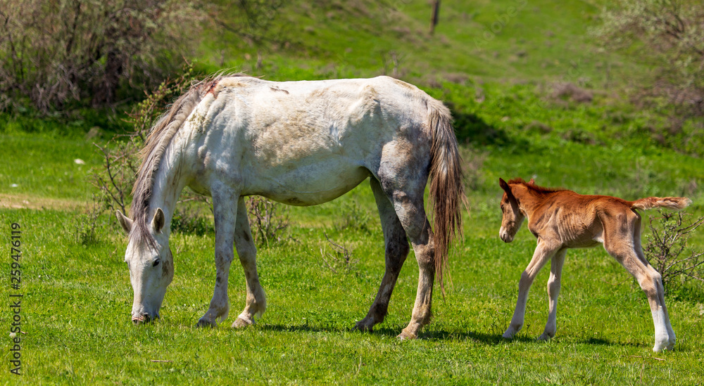 Horse with a little foal in the park Horse with a little foal in the park