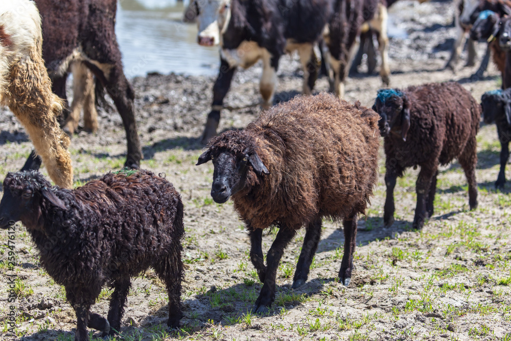 Sheep at a watering place on a pond in spring Sheep at a watering place on a pond in spring