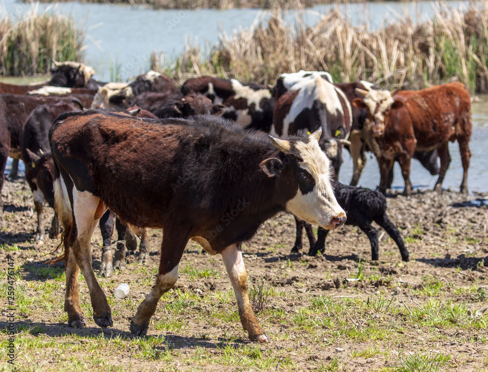 Cows at a watering place on a pond in spring Cows at a watering place on a pond in spring