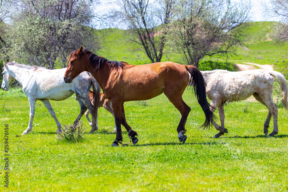 Fototapeta premium Horses graze on green grass in spring