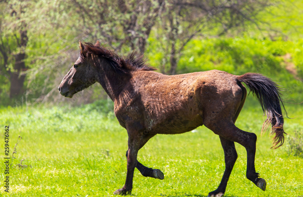 Horse grazes on green grass in spring Horse grazes on green grass in spring