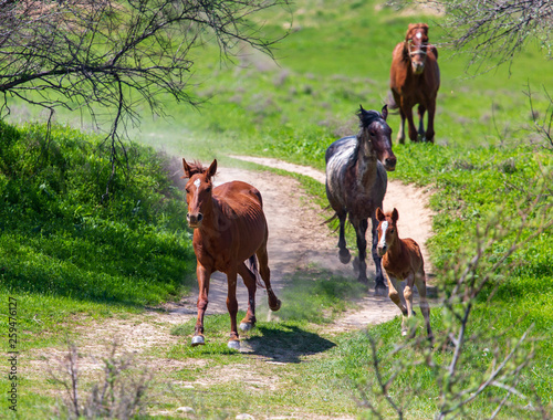 Horses run in nature in spring