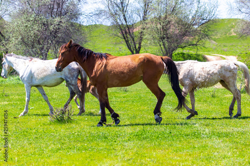 Horses graze on green grass in spring