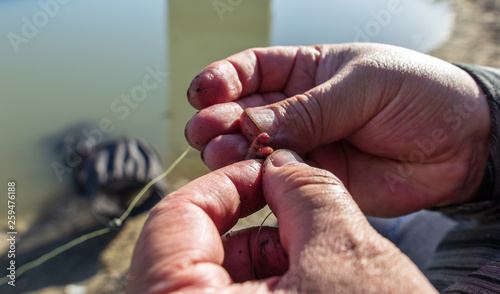 Fisherman puts a worm on a hook on the shore of the pond