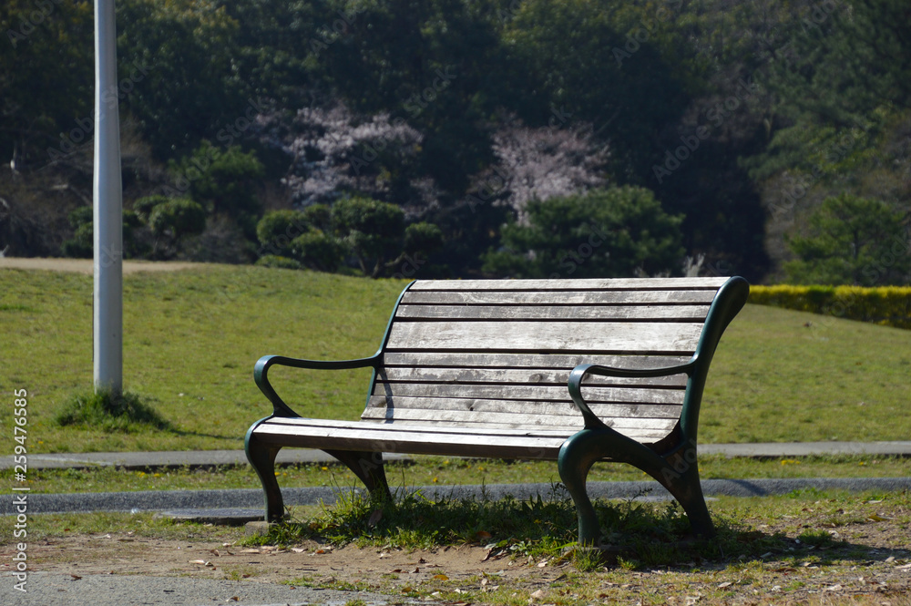 遠景の林の中にピンク色のサクラがある公園の芝生広場に、陽射しを浴びているベンチがある風景