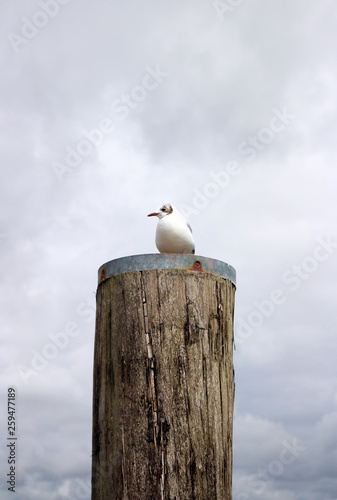 Möwe auf einem Holzstamm an der Nordsee