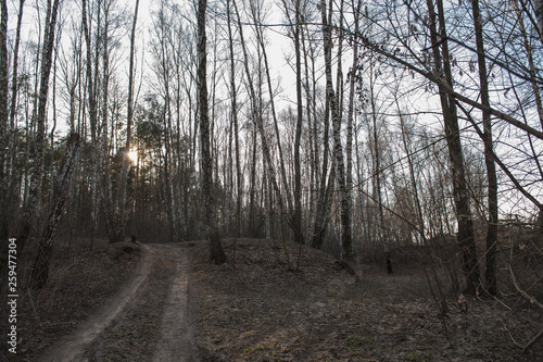 Birch tree grove in spring. The road in the birch grove spring  the path in the forest among the birches. birch grove and rural road.