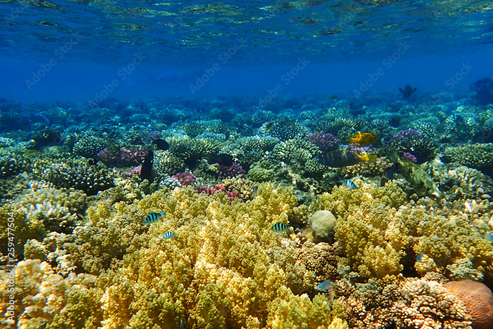 Fototapeta premium coral reef in egypt