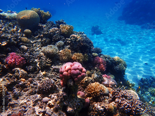 Fototapeta Naklejka Na Ścianę i Meble -  color coral reef in egypt