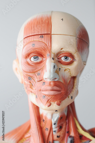 human anatomy model