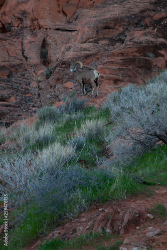 Bighorn Sheep