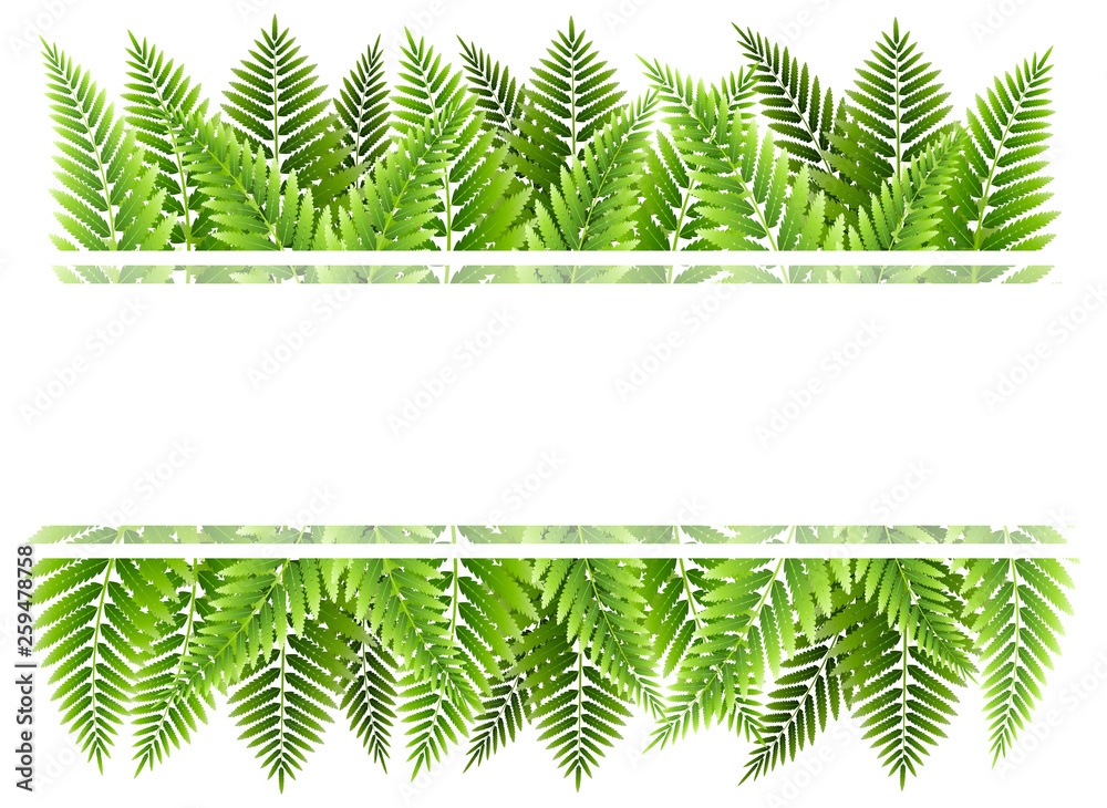 Obraz premium Green fern leaves border with place for Your text