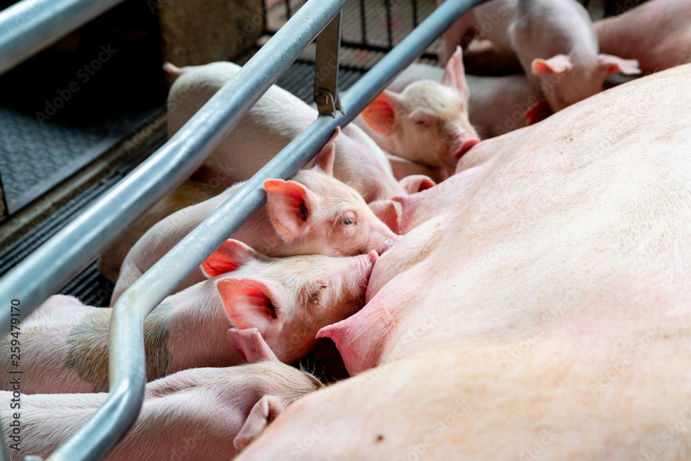 PIG in Modern pig farm PIG in Modern pig farm