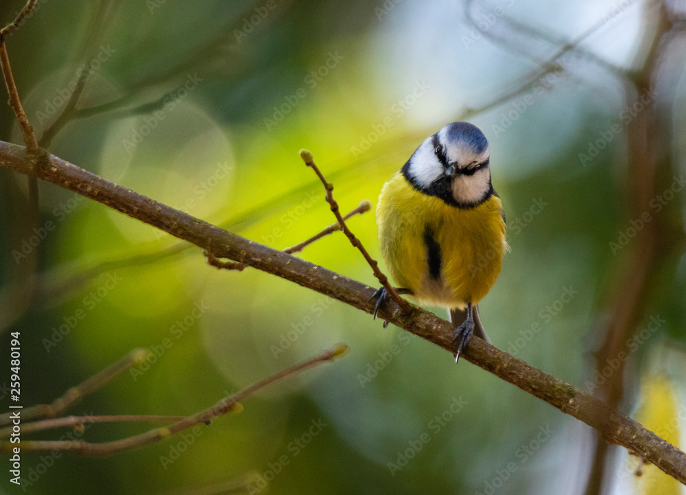 Fototapeta premium Blue tit on branch in woodland 