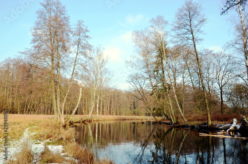 River in the forest.