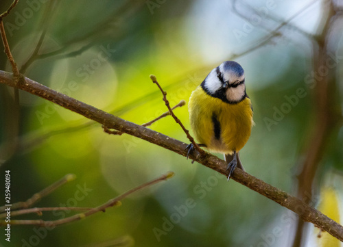 Blue tit on branch in woodland 