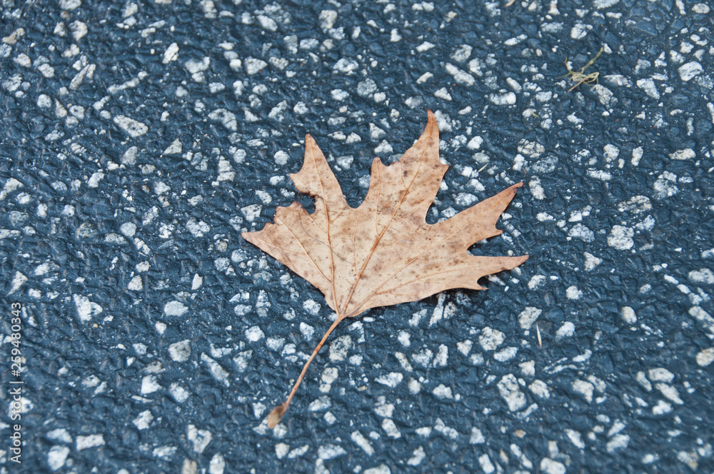 Crispy golden dried maple leaf fallen on a grey concrete pavement in Autumn and early Winter Crispy golden dried maple leaf fallen on a grey concrete pavement in Autumn and early Winter
