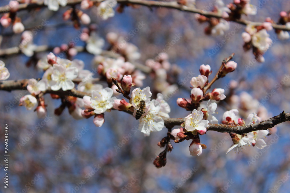 young flower buds in spring young flower buds in spring