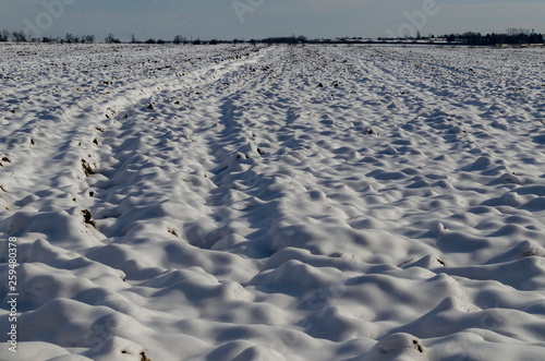 A fresh landscape of open field prepared for sowing snow covered in winter near Zavet city  Bulgaria  Europe   