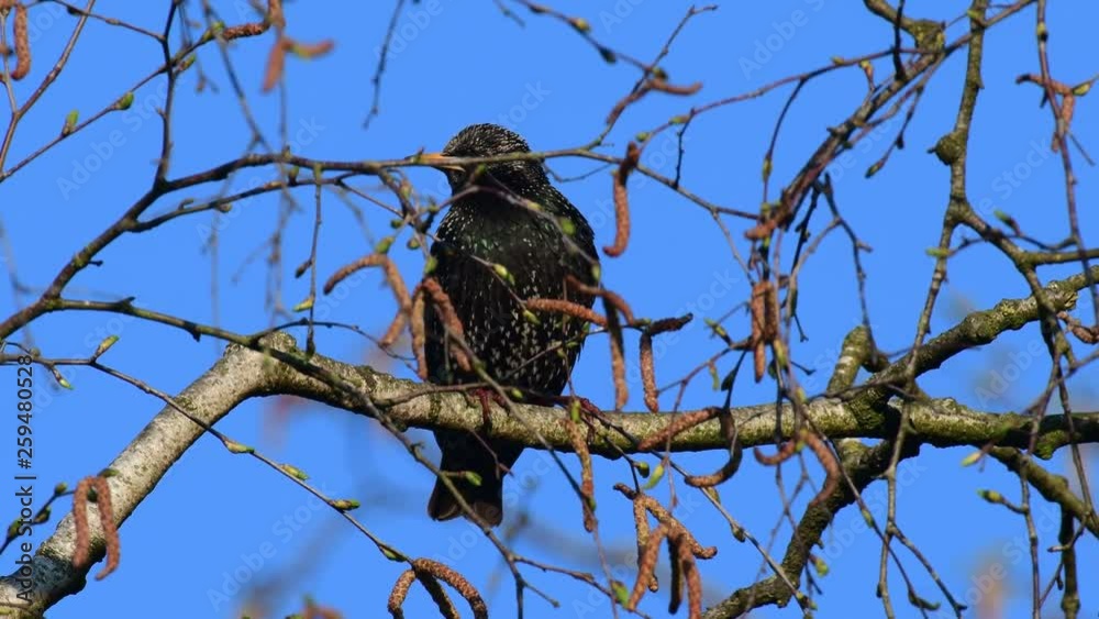 Starling sitting in the tree and clean her feathers, spring (sturmus vulgaris), germany