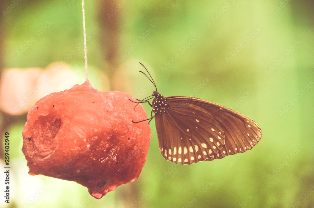 Obraz premium Monarch butterfly with old color 