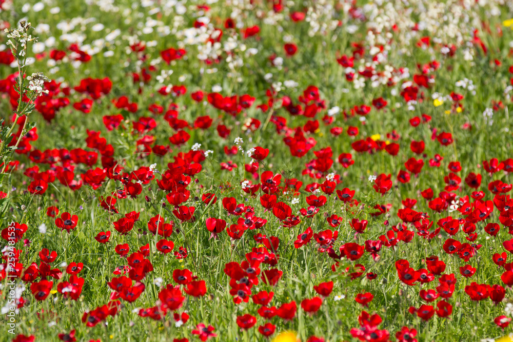 Flowers red poppies blossom on wild spring field. Beautiful field of fresh red poppies reach out towards the sun in sunny day with brightly green grass.