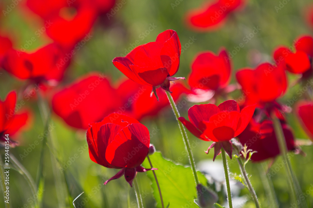 Obraz premium Flowers red poppies blossom on wild spring field. Beautiful field of fresh red poppies reach out towards the sun in sunny day with brightly green grass.