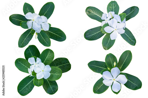 White Catharanthus roseus (Periwinkle,Madagascar rosy periwinkle)‎ as background picture.flower on clipping path. photo