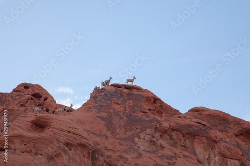 Mountain Goats