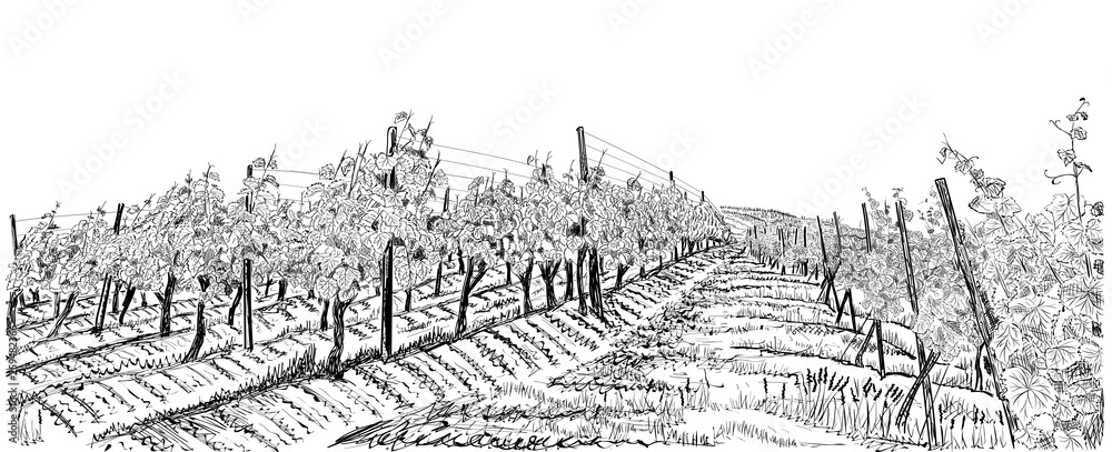 Vineyard landscape hand drawn sketch vector illustration isolated on white - obrazy, fototapety, plakaty 