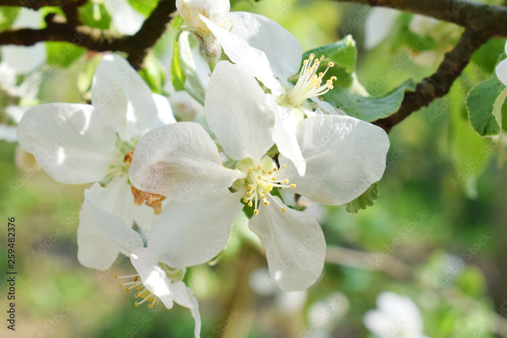 Obraz premium Apple or pear blossoms. White flowers of tree in the early spring.