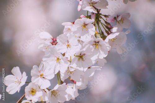 cherry tree blossom photo