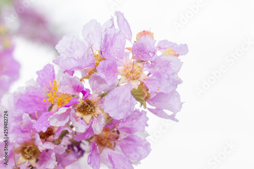 Water droplets in pink Inthanin flowers