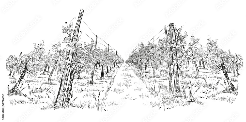 Fototapeta premium Vineyard landscape hand drawn horizontal sketch vector illustration isolated on white