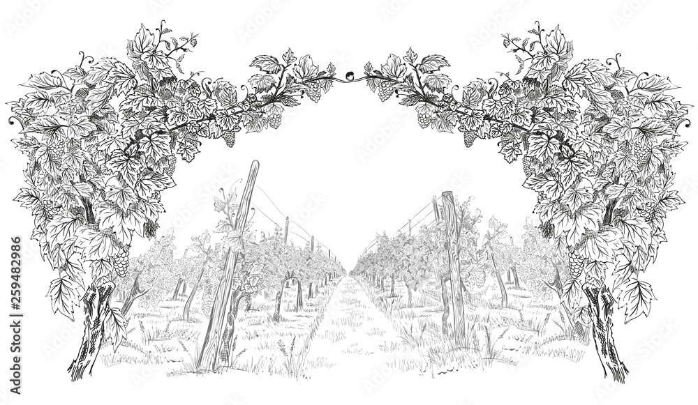 Arc from of grapevine with landscape of vineyard. Hand drawn horizontal sketch vector background isolated on white