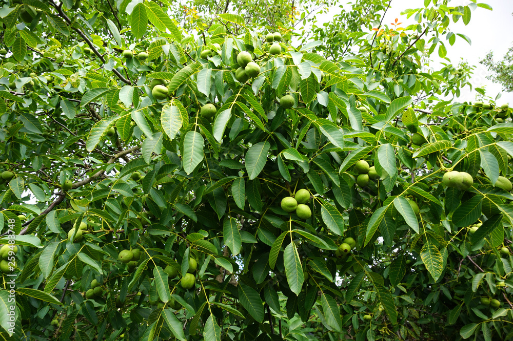 fresh green wallnuts tree