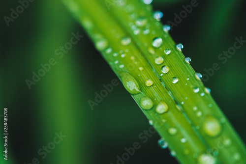 Beautiful vivid shiny green grass with dew drops close-up with copy space. Pure, pleasant, nice greenery with rain drops in sunlight in macro. Background from green textured plants in rain weather.