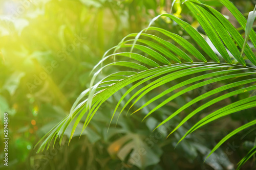 Summer tropical forest close up. Background of green leaves
