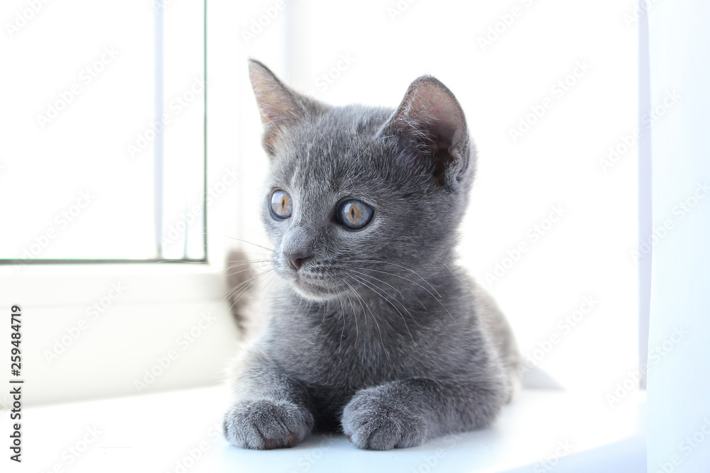 Cute grey kitten lying on the windowsill. Fluffy pet is gazing curiously. Russian blue cat. Cozy home background. 