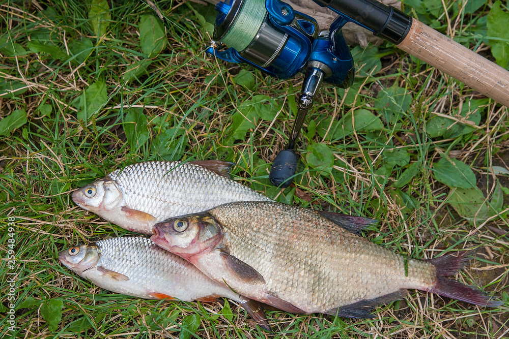 Several common bream fish, crucian fish, roach fish, bleak fish on the natural background. Catching freshwater fish and fishing rod with fishing reel on green grass. Several common bream fish, crucian fish, roach fish, bleak fish on the natural background. Catching freshwater fish and fishing rod with fishing reel on green grass.