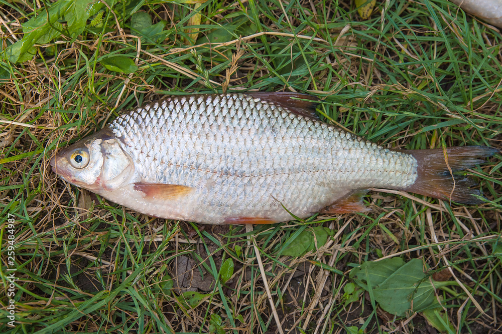 Several common roach fish on green grass. Catching freshwater fish on natural background.. Several common roach fish on green grass. Catching freshwater fish on natural background..