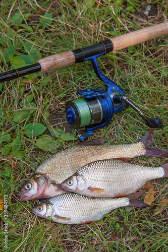 Several common bream fish, crucian fish, roach fish, bleak fish on the natural background. Catching freshwater fish and fishing rod with fishing reel on green grass.