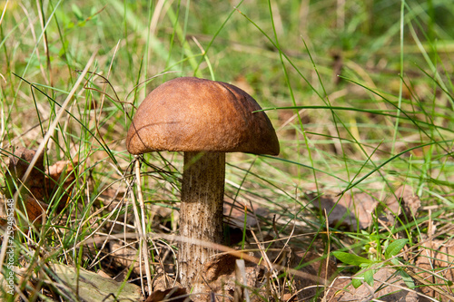Forest mushroom brown cap boletus growing in a green moss..